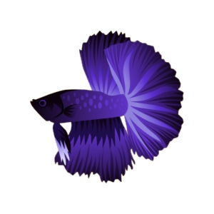 Electric Plum Betta